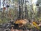 Large cep mushroom grow forest foliage