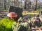 Large cep mushroom grow near the stump