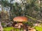 Large cep mushroom grow in wood