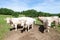 Large Charolais beef bull with cows and a calf in a lush spring p