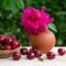 Large cherries in a basket and red peony in a jug  on green.