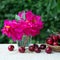 Large cherries and red peony in water glass isolated on green.