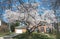 Large cherry blossom tree - 1