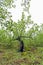 A large chestnut tree with half a trunk burned in some forest fire.