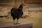 A large chicken is standing on the balcony steps. Such large roosters are found in the villages and hills of Bangladesh