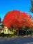 A large Chinese Pistachio is turning red in the autumn.