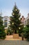 Large Christmas tree with decoration of shining Moravian stars and light chains on the traditional advent market in the old town