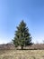 Large Christmas tree in the open area in the forest