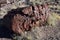 Large Chunk of Petrified Wood in Arizona
