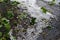 Large chunks of hail on dark asphalt and downed green maple leaves, a weather anomaly on a hot summer day