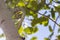 Large Cicada chirping while sitting on an Aspen tree during late summer in Prescott Arizona