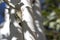 Large Cicada chirping while sitting on an Aspen tree during late summer in Prescott Arizona