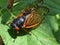 Large cicada rests on a green leaf