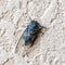 Large cicada on a stone wall