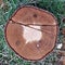 Large circular piece of wood cross section with tree ring texture pattern.