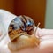 A large clam snail crawls on a woman`s young hand