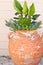 Large, clay planter with tropical flowers and plants