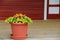 Large clay pot with colorful flowers on wood porch