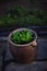 Large clay pot with growing seedlings flowers