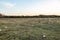 A large clearing in the forest with garbage scattered in the wind. Horizontal orientation.