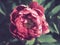 Large, close up of red blooming flower