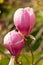 large closed buds of pink magnolia flowers close-up