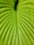 Large closeup green tropical leaf texture