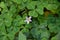 Large clover with pink flower in redwood grove big sur california