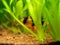 Large clown loach Chromobotia macracanthus hidden among the plants in a fish tank with blurred background