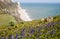 Large clump of colourful Bluebells growing on cliff top overlooking rugged sea swept beach
