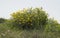 A Large Clump of Crown Daisies in the South Judean Desert in Israel