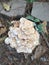 Large clump of Mushrooms near the garden