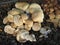 Large clump of Puffball mushrooms
