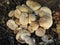 Large clump of Puffball mushrooms