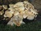 Large clump of Puffball mushrooms