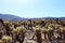 Large cluster of Cholla cacti at the Cholla Cactus Garden loop in Joshua Tree National Park, California