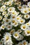 Large cluster of fresh white oxeye daisies