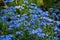 Large cluster of light blue Alpine forget-me-nots with raindrops hanging on their stems against green grass of meadow after rain