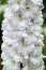 A large cluster of pure white Delphinium flowers