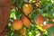 Large Cluster of Ripe Georgia Summer Peaches