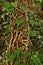 Large cluster of vined ivy roots crawling up trellis