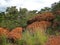 LARGE CLUSTERS OF CONGLOMERATE ROCK