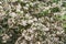 Large Clusters of Mountain Laurel in the Blue Ridge Mountains