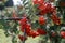 Large clusters of red Rowan fruit on a branch with green leaves.