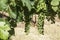 Large clusters of unripe grapes in green foliage in a vineyard