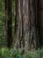 Large Coast Redwood Trunk, Close Up