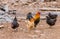 Large cochin rooster with four hens