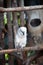 Large cockatoo, relatively large white cockatoo.