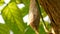 Large cocoon of tropical butterfly hanging on tree