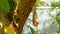 Large cocoon of tropical butterfly hanging on tree